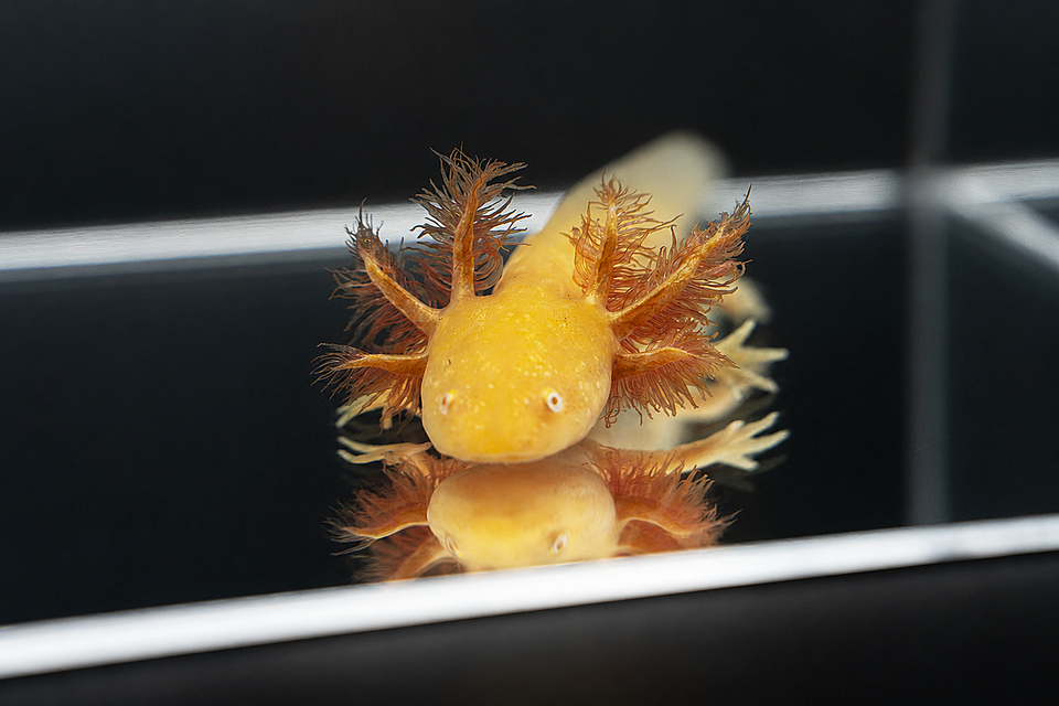 Ajolote albino dorado (ajolote amarillo)