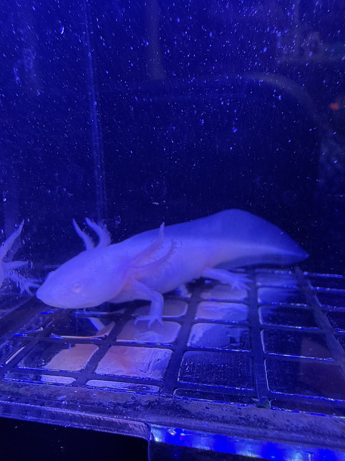 Pip Crownberry, a named leucistic axolotl numbered 001 in the Royal Court