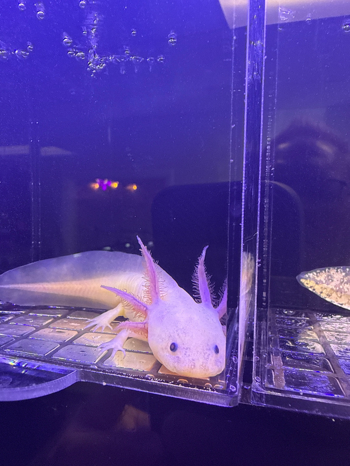 Freckles Moonpetal, a named dirty leucistic axolotl numbered 038