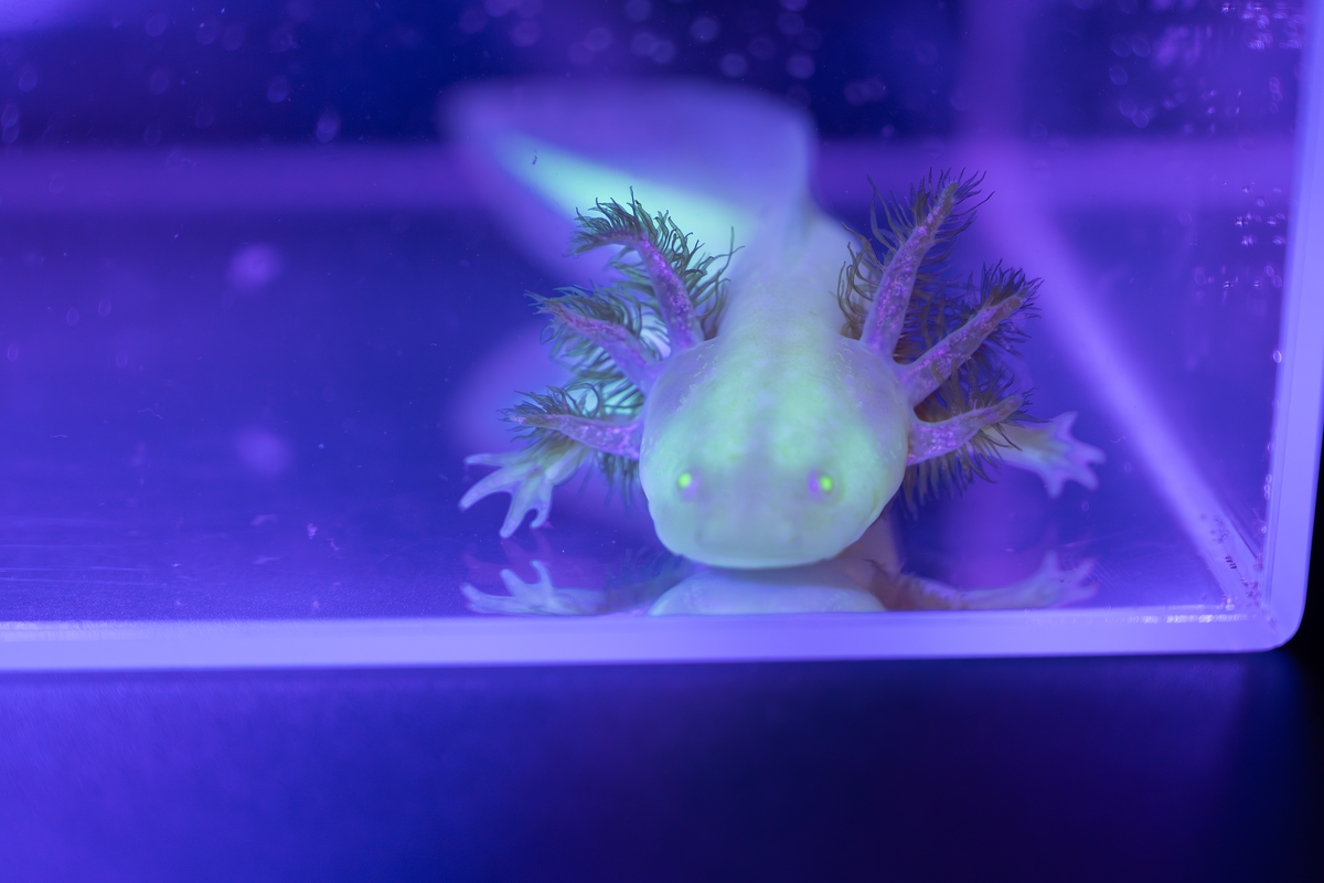 GFP golden albino axolotl showing green fluorescence under special lighting