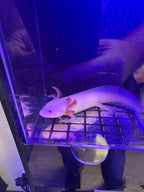 Toffee Copperkeep — Copper Axolotl #021