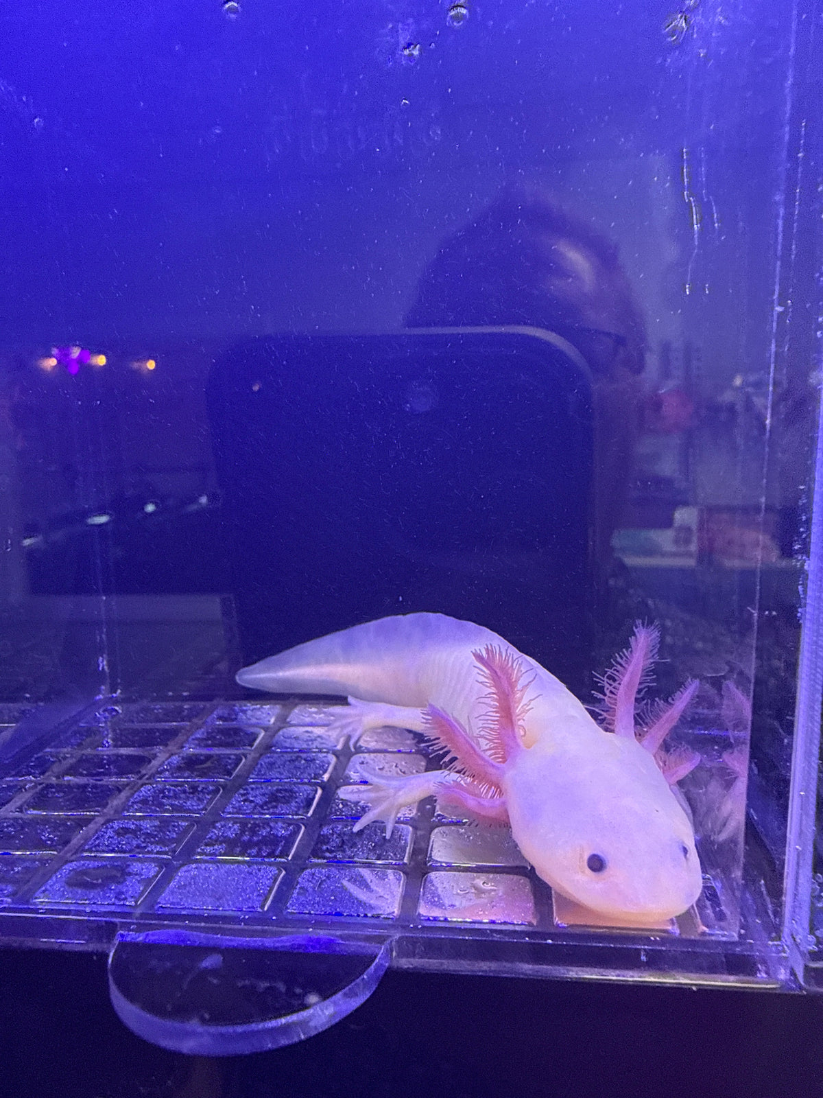 Blossom Wishcastle — Leucistic Axolotl #040