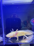 Dandelion Dawnspark — Golden Albino Axolotl #036