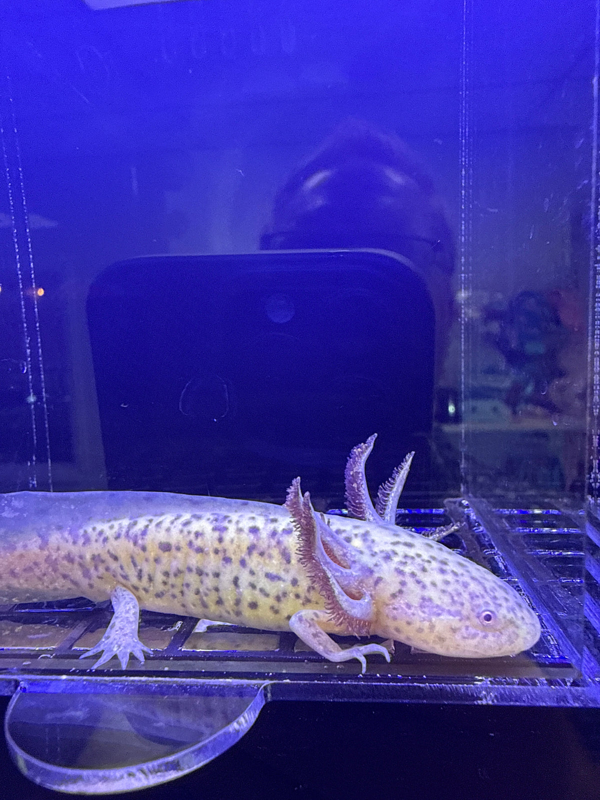 Hazel Hearthkeep — Axanthic Copper Axolotl #037
