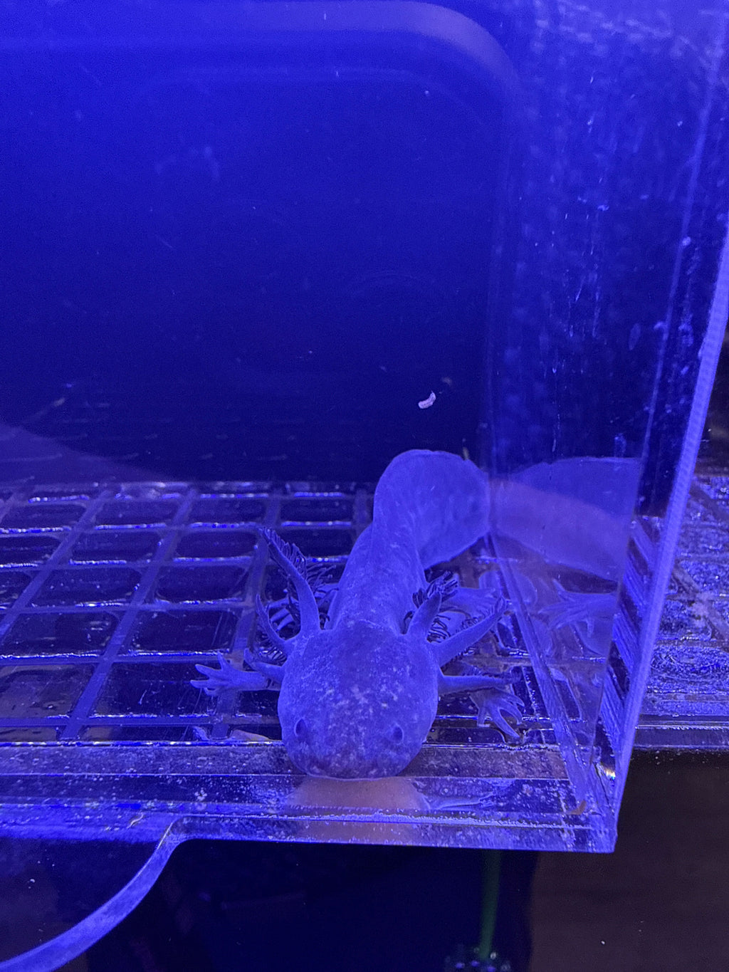Truffle Duskcastle — Black Melanoid Axolotl #031
