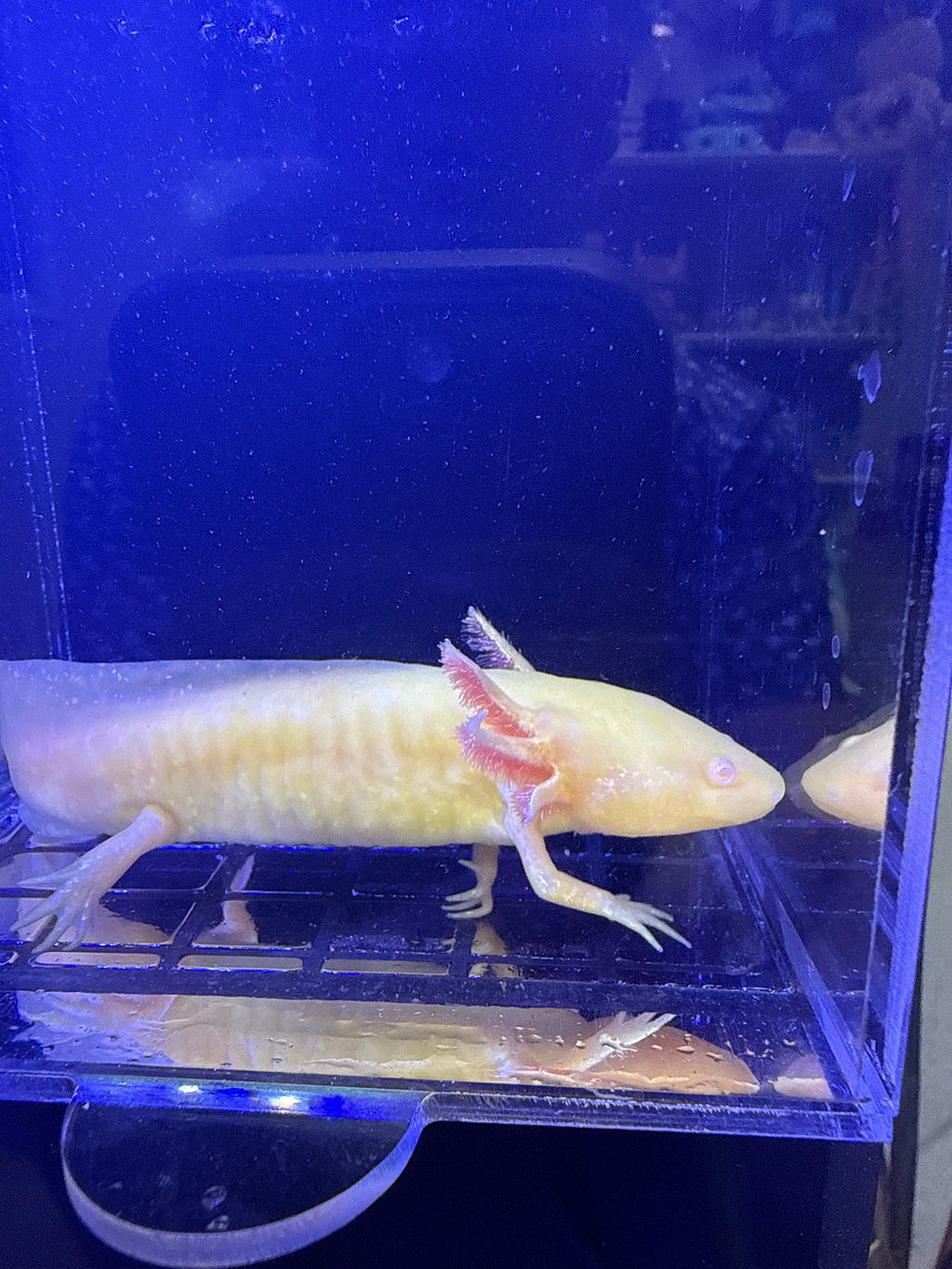 Marigold Suncrown — Ajolote Albino Dorado #014