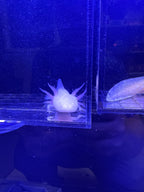 Pip Crownberry — Leucistic Axolotl #001