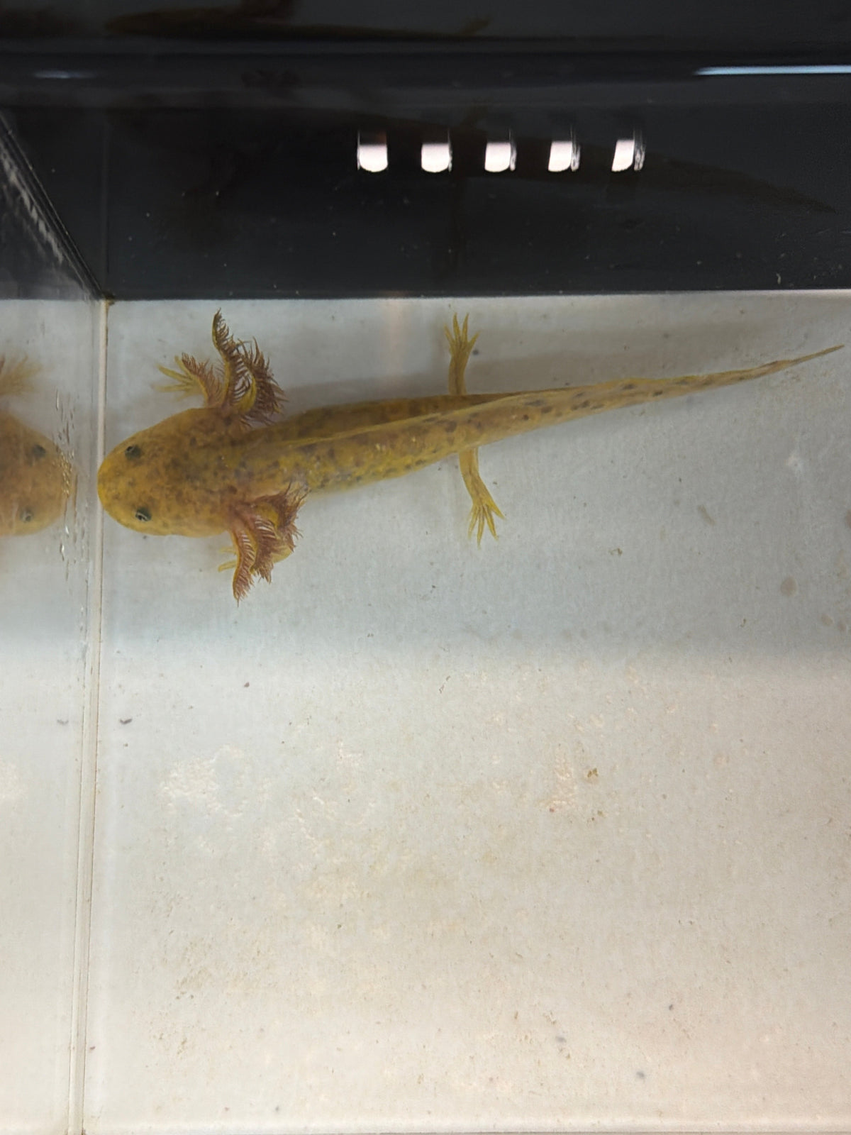 Maple Merrycrest — Copper Axolotl #027