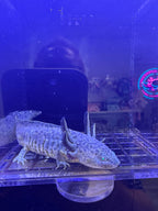 Pickle Pixiecrest — Ajolote de tipo salvaje GFP n.º 034