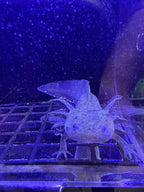 Acorn Mossmantle — Wild Type Axolotl #024