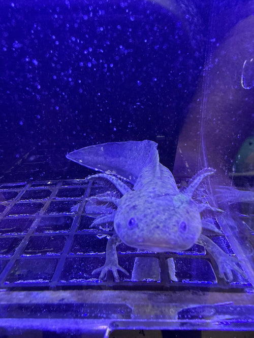 Acorn Mossmantle — Wild Type Axolotl #024