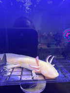 Solstice Sunspire — Golden Albino Axolotl #039