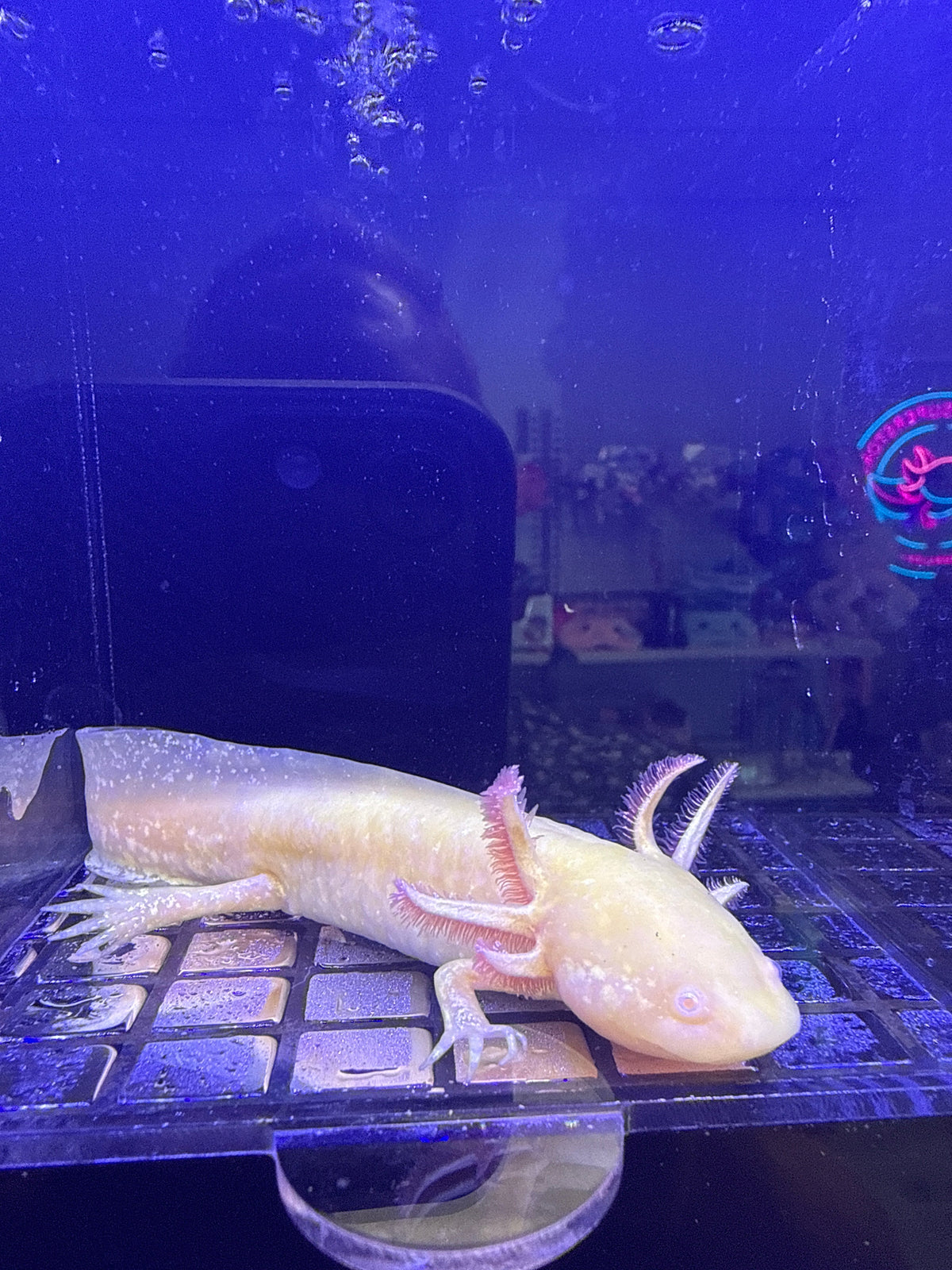 Solstice Sunspire — Ajolote albino dorado #039