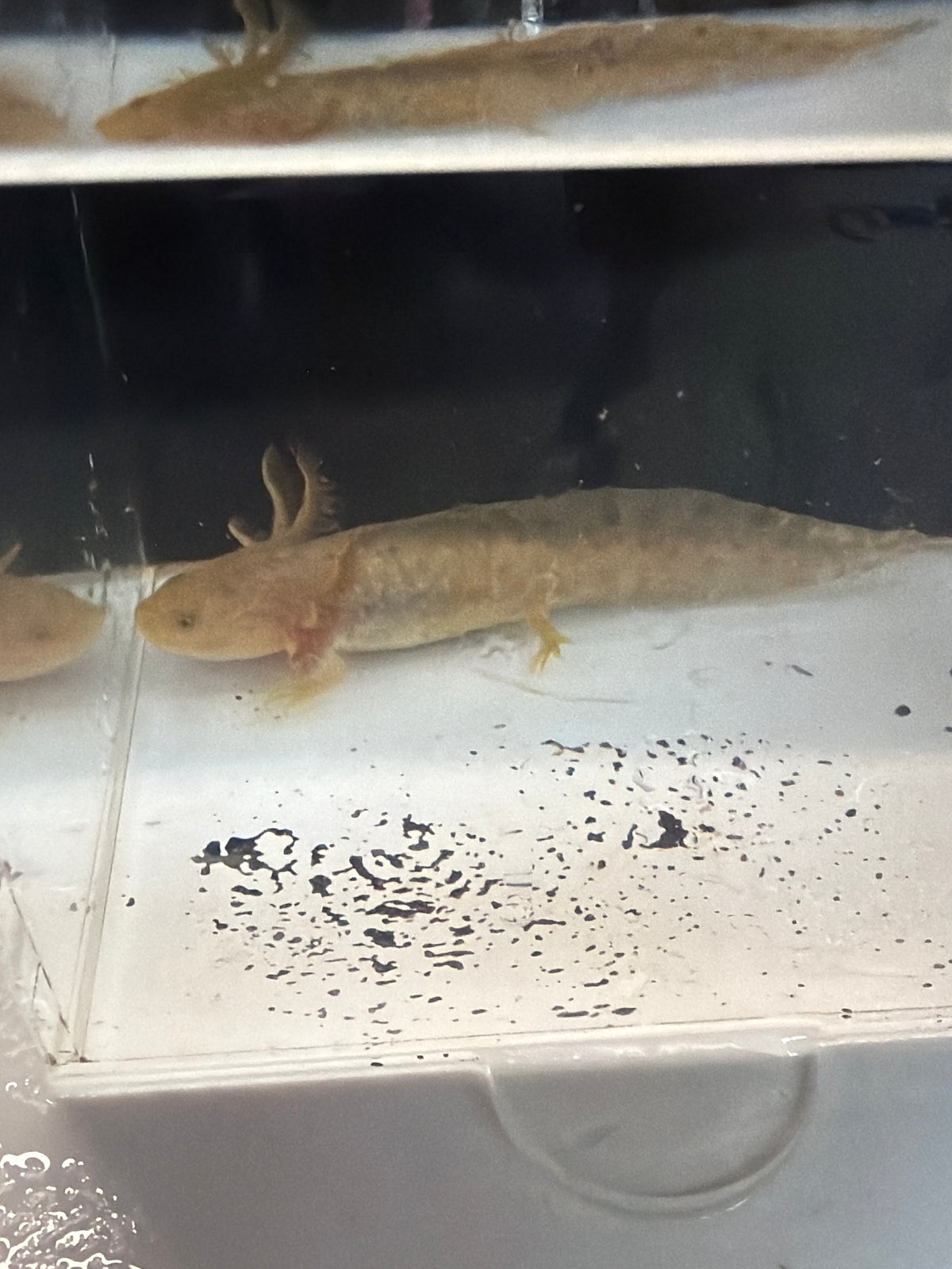 Maple Merrycrest — Copper Axolotl #027