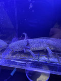 Bramble Oakenshield — Wild Type Axolotl #013