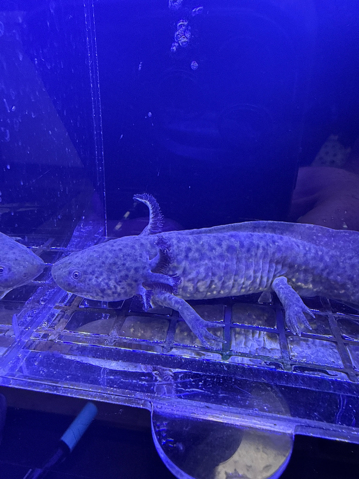Bramble Oakenshield — Wild Type Axolotl #013