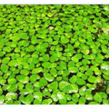 Giant Duckweed (Spirodela polyrhiza)