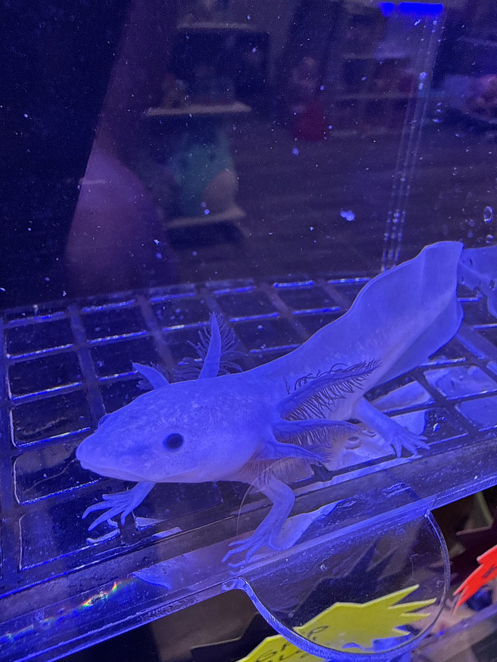 Onyx Velvetcrown — Black Melanoid Axolotl #011