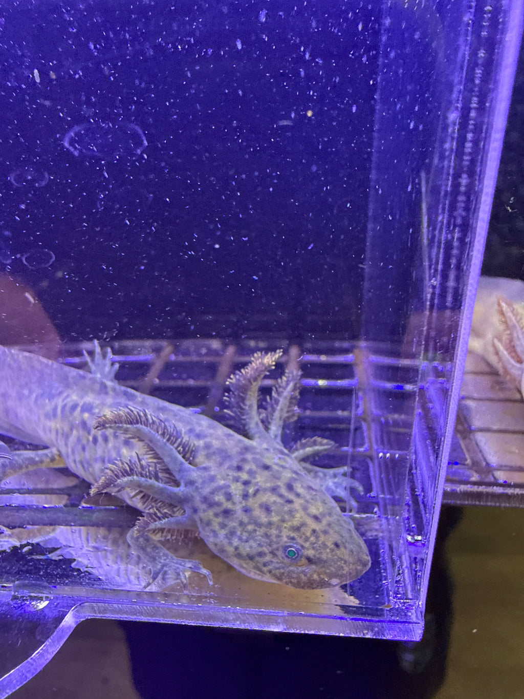 Fizz Firefly — GFP Wild Type Axolotl #028