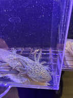Fizz Firefly — GFP Wild Type Axolotl #028