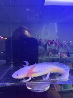 Pebble Silvercrest — Axanthic Copper Axolotl #022