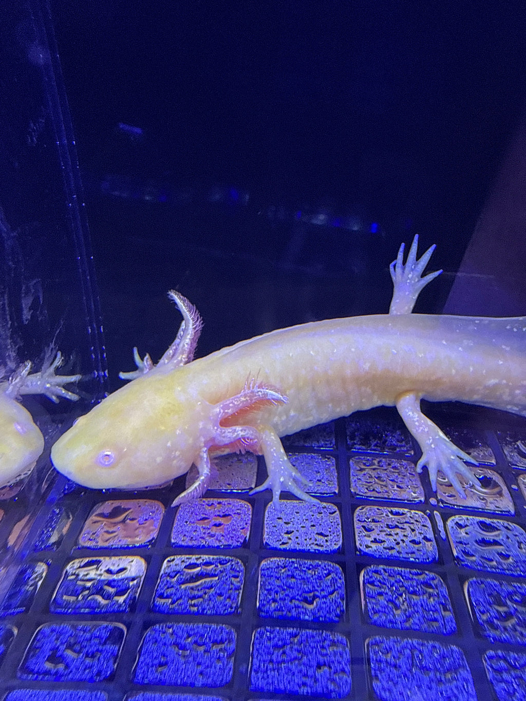 Biscuit Buttercrown — Ajolote Albino Dorado #020