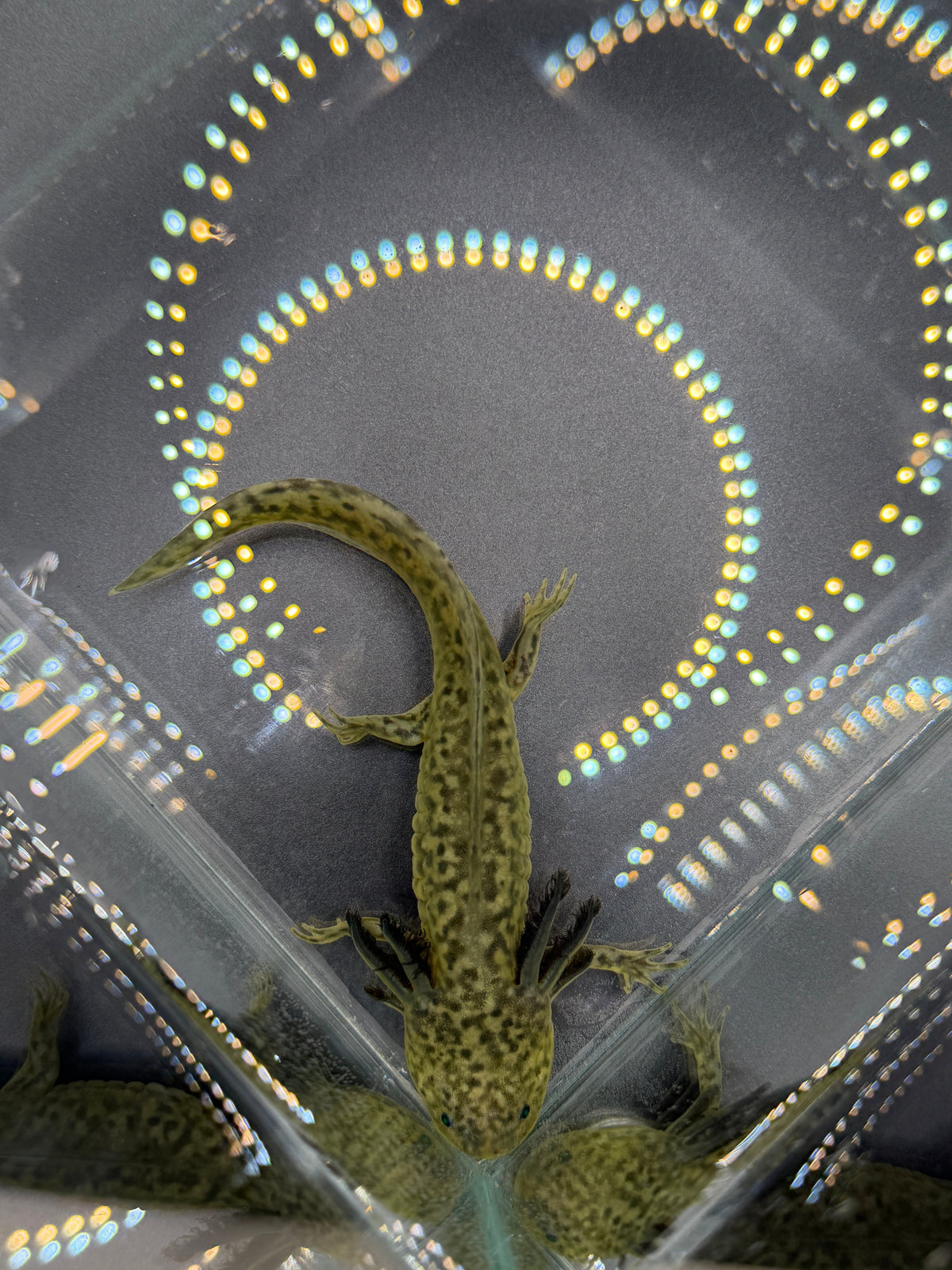 Clover Ferncastle — GFP Wild Type Axolotl #006