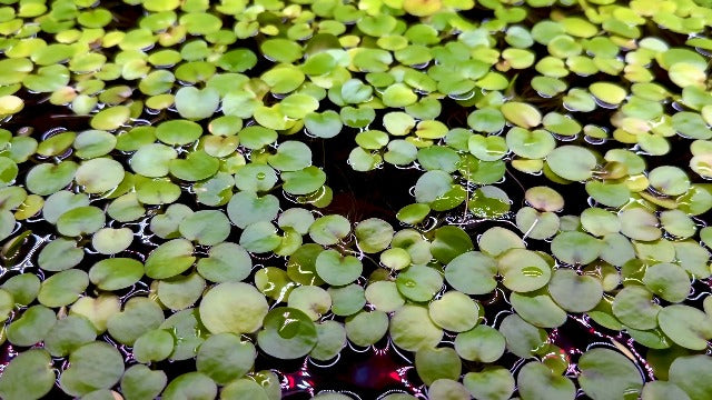 Amazon Frogbit