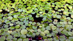 Amazon Frogbit