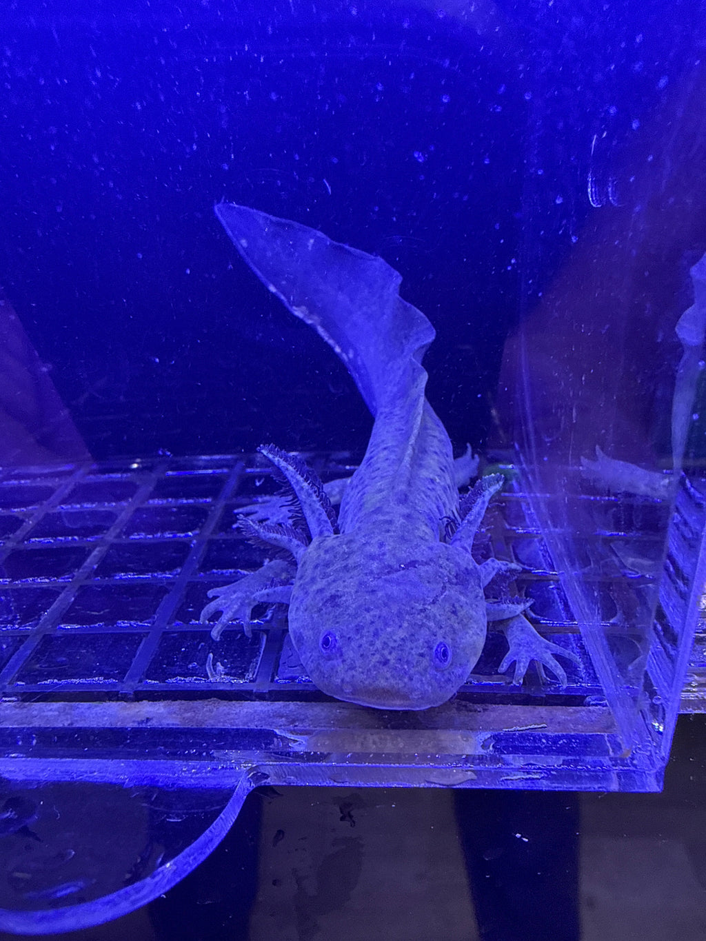 Acorn Mossmantle — Wild Type Axolotl #024