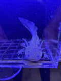 Acorn Mossmantle — Wild Type Axolotl #024