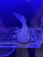 Acorn Mossmantle — Wild Type Axolotl #024
