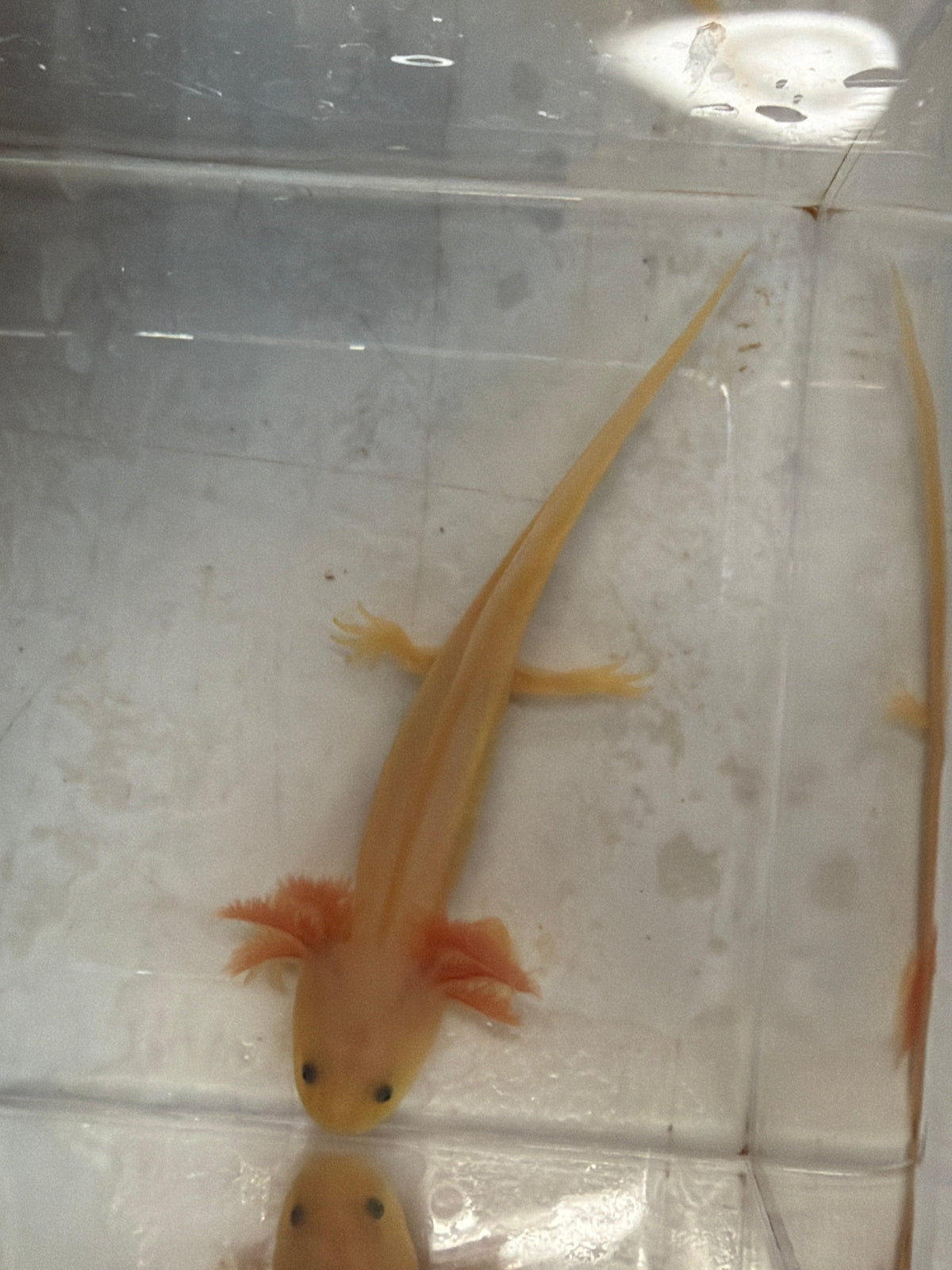Rosie Rosecastle — Leucistic Axolotl #025