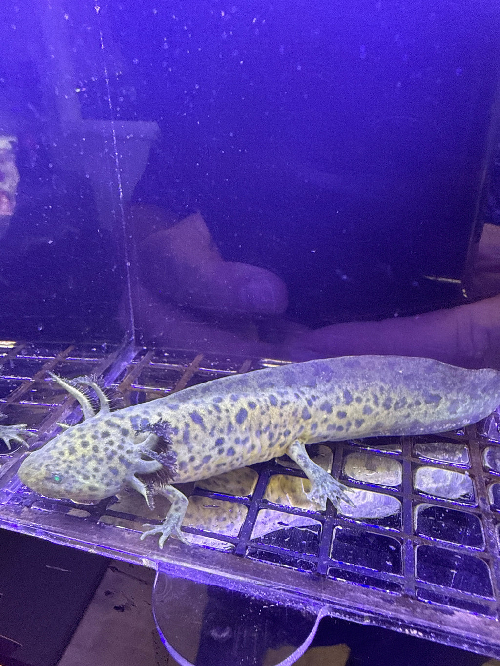 Sprig Emeraldcrest — GFP Wild Type Axolotl #032
