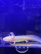 Aurelia Glimmergold — GFP Golden Albino Axolotl #002