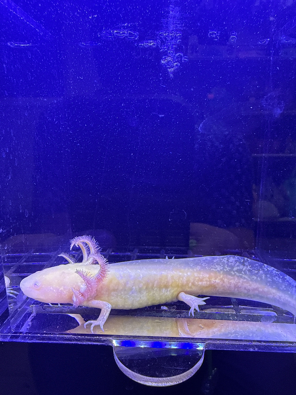 Aurelia Glimmergold — GFP Golden Albino Axolotl #002