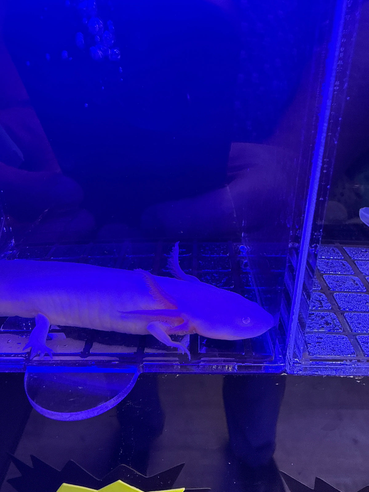 Bubbles Bellcastle — Leucistic Axolotl #026