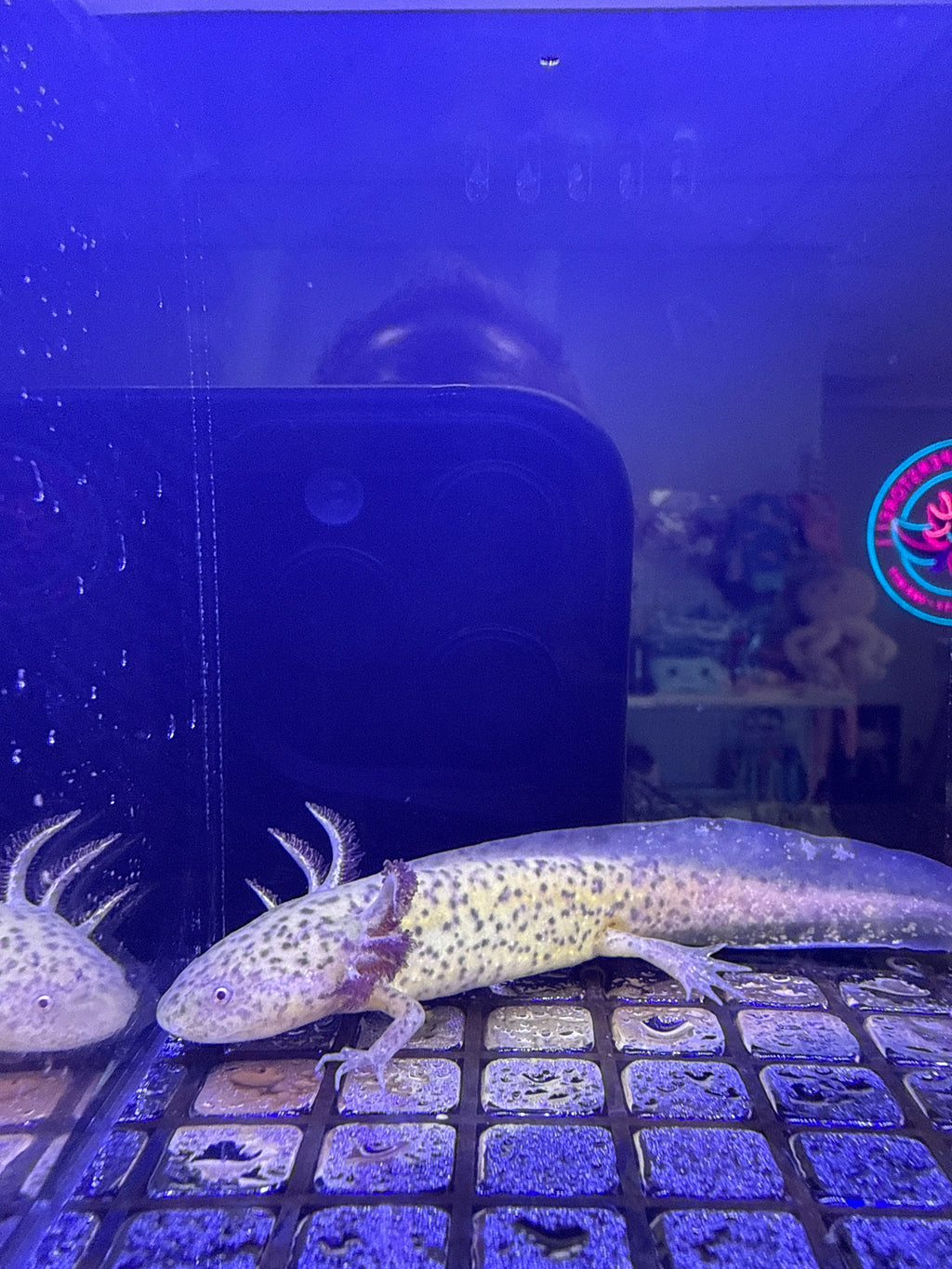 Hazel Hearthkeep — Ajolote cobrizo axántico n.º 037