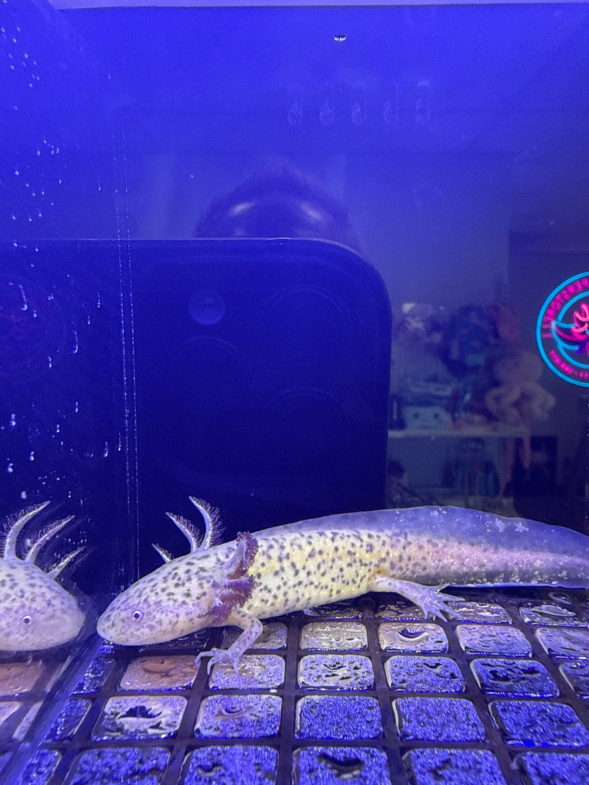 Hazel Hearthkeep — Axanthic Copper Axolotl #037