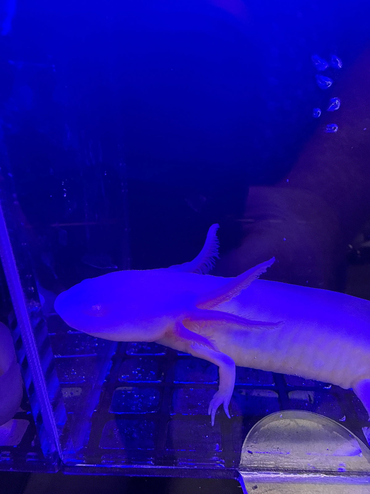 Bubbles Bellcastle — Leucistic Axolotl #026