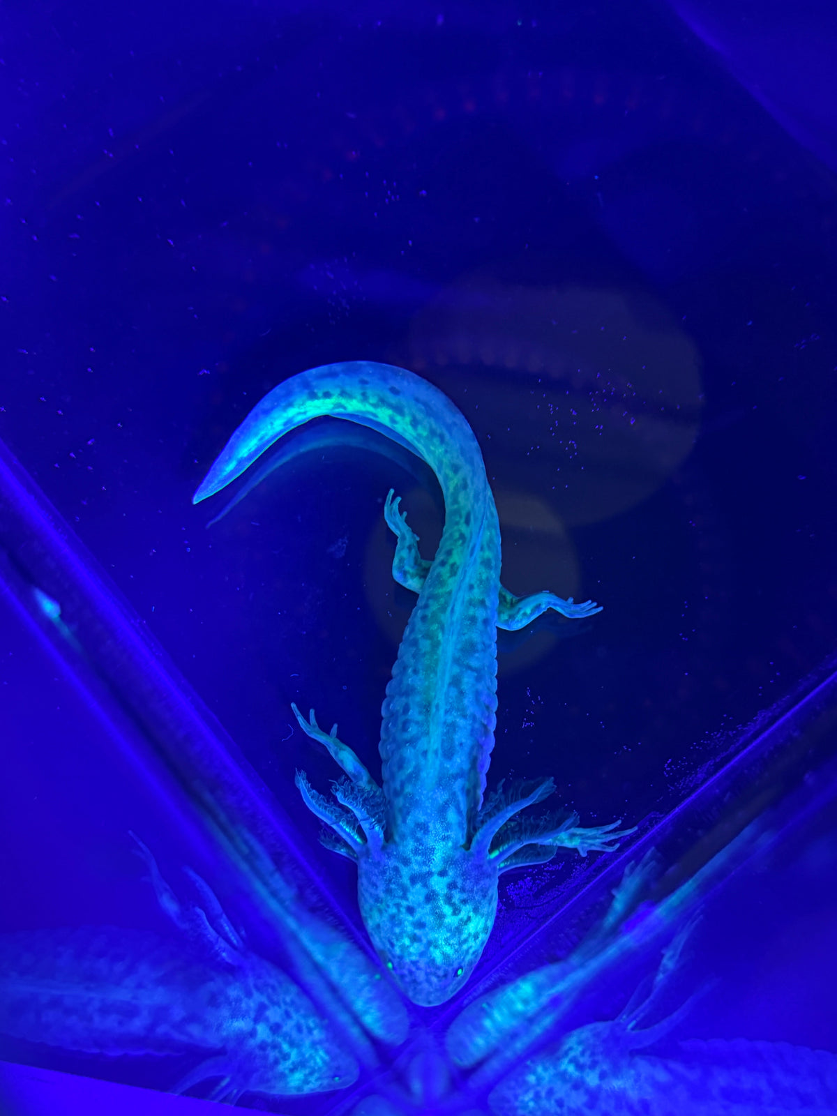 Clover Ferncastle — GFP Wild Type Axolotl #006