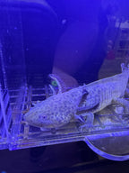 Bramble Oakenshield — Wild Type Axolotl #013