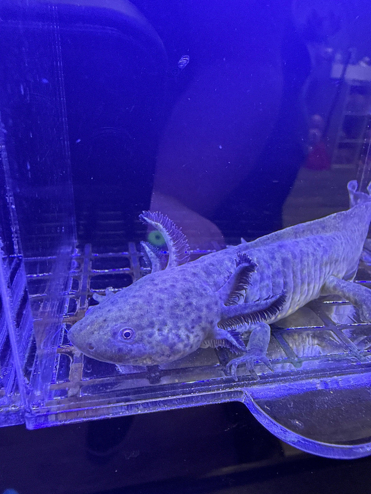 Bramble Oakenshield — Wild Type Axolotl #013