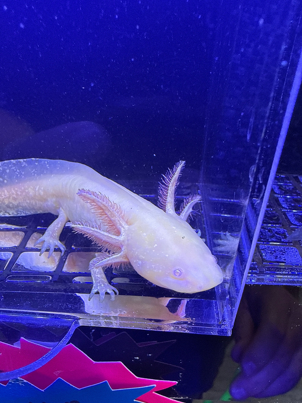Topaz Twinklecrown — Axolote Albino Dorado GFP #029