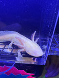Topaz Twinklecrown — Axolote Albino Dorado GFP #029