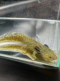 Clover Ferncastle — GFP Wild Type Axolotl #006