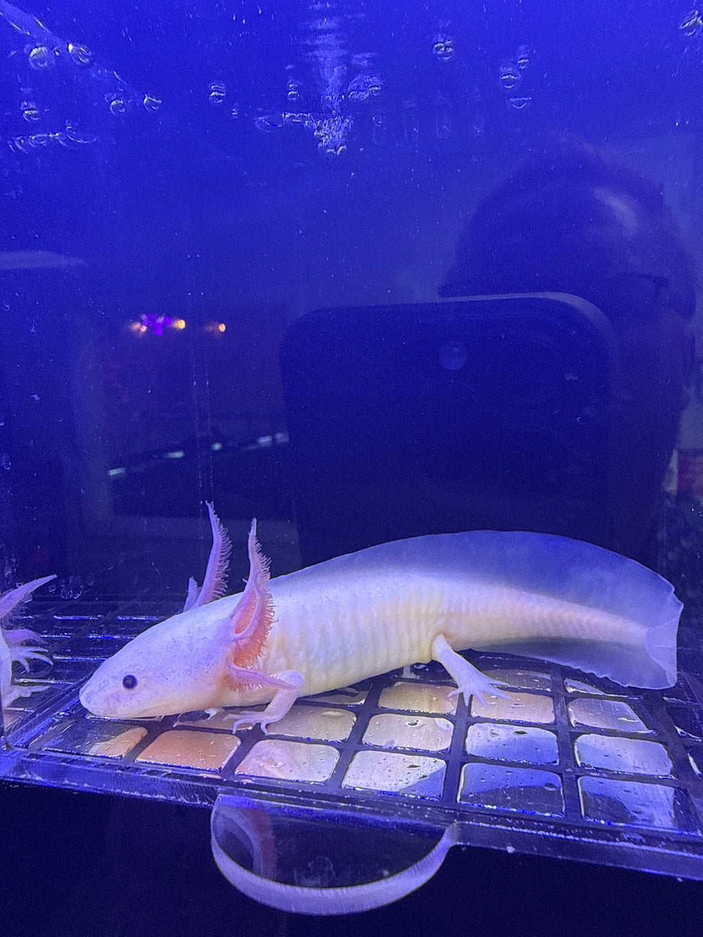 Freckles Moonpetal — Dirty Lucy Axolotl #038