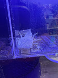 Basil Brightcloak — Ajolote de tipo salvaje GFP #033