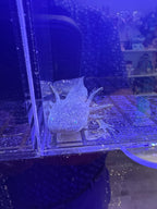 Basil Brightcloak — Ajolote de tipo salvaje GFP #033