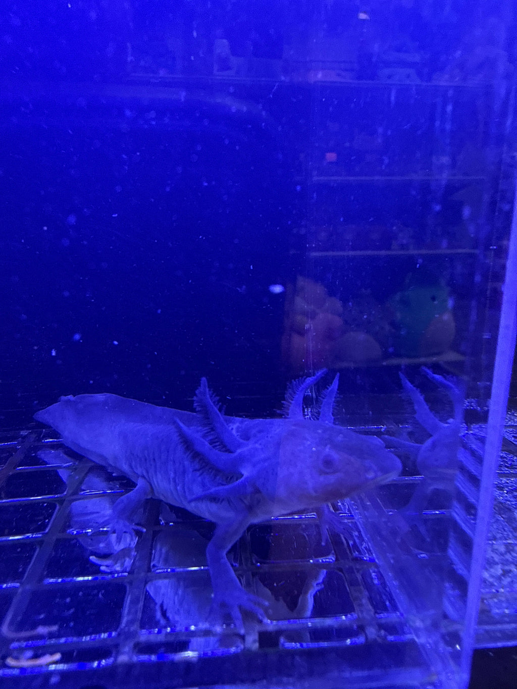 Juniper Nightcastle — Black Melanoid Axolotl #017